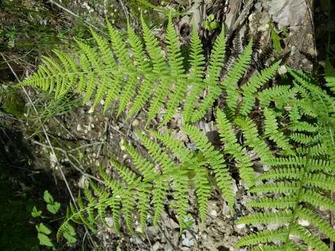 Image of Lady-fern