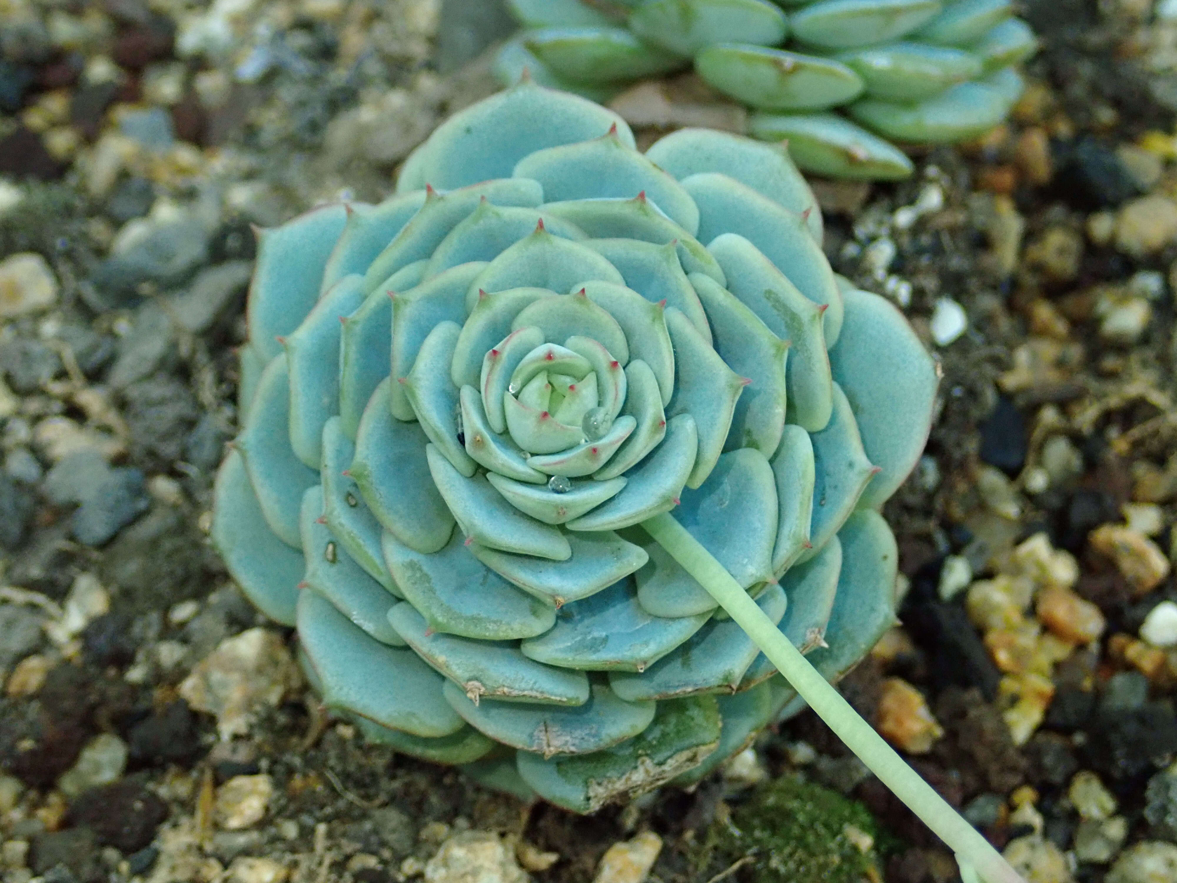 Image of Echeveria derenbergii J. A. Purpus