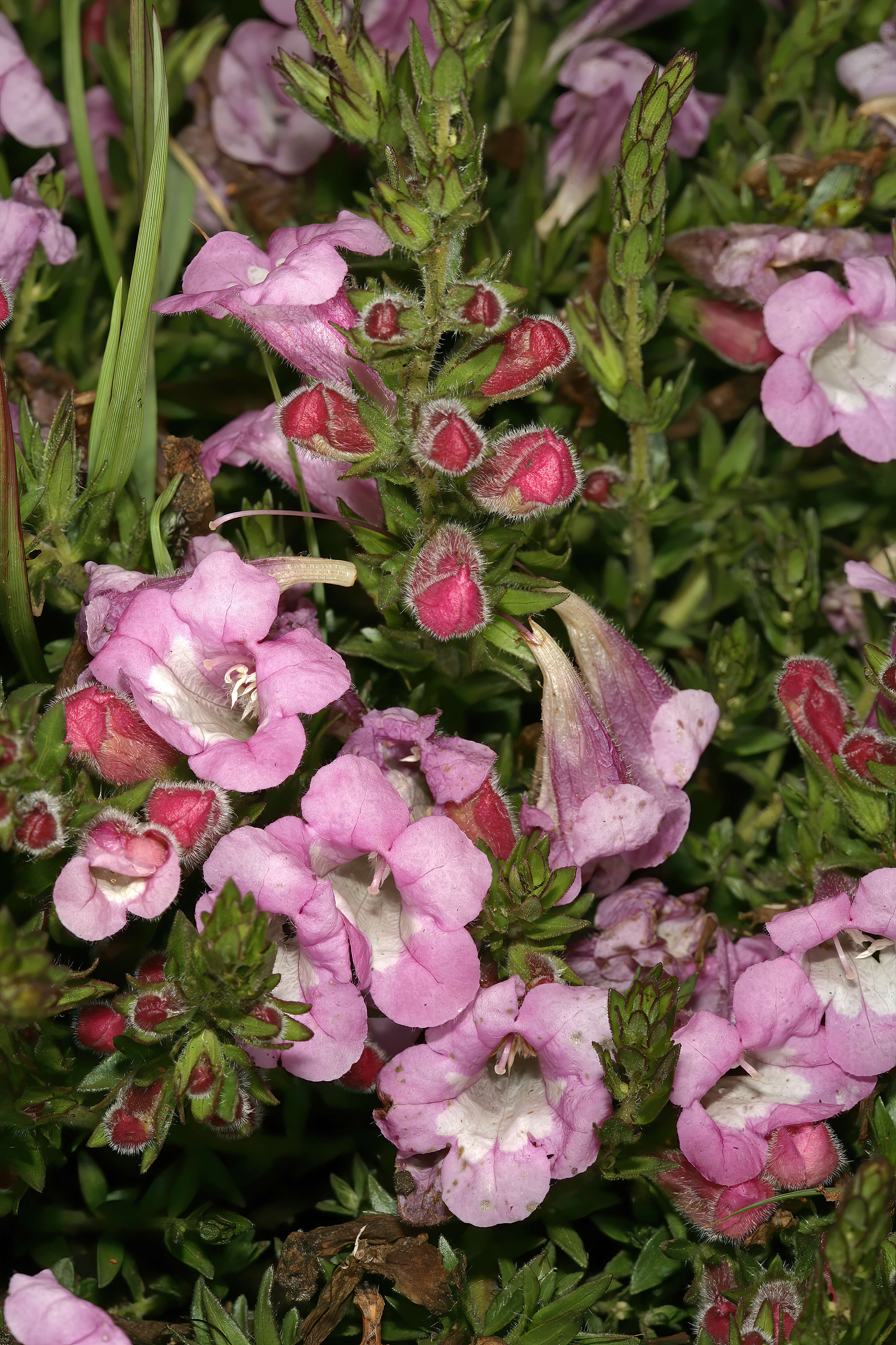 Image of Ground bells