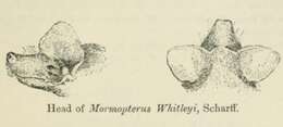 Слика од Myopterus E. Geoffroy 1818