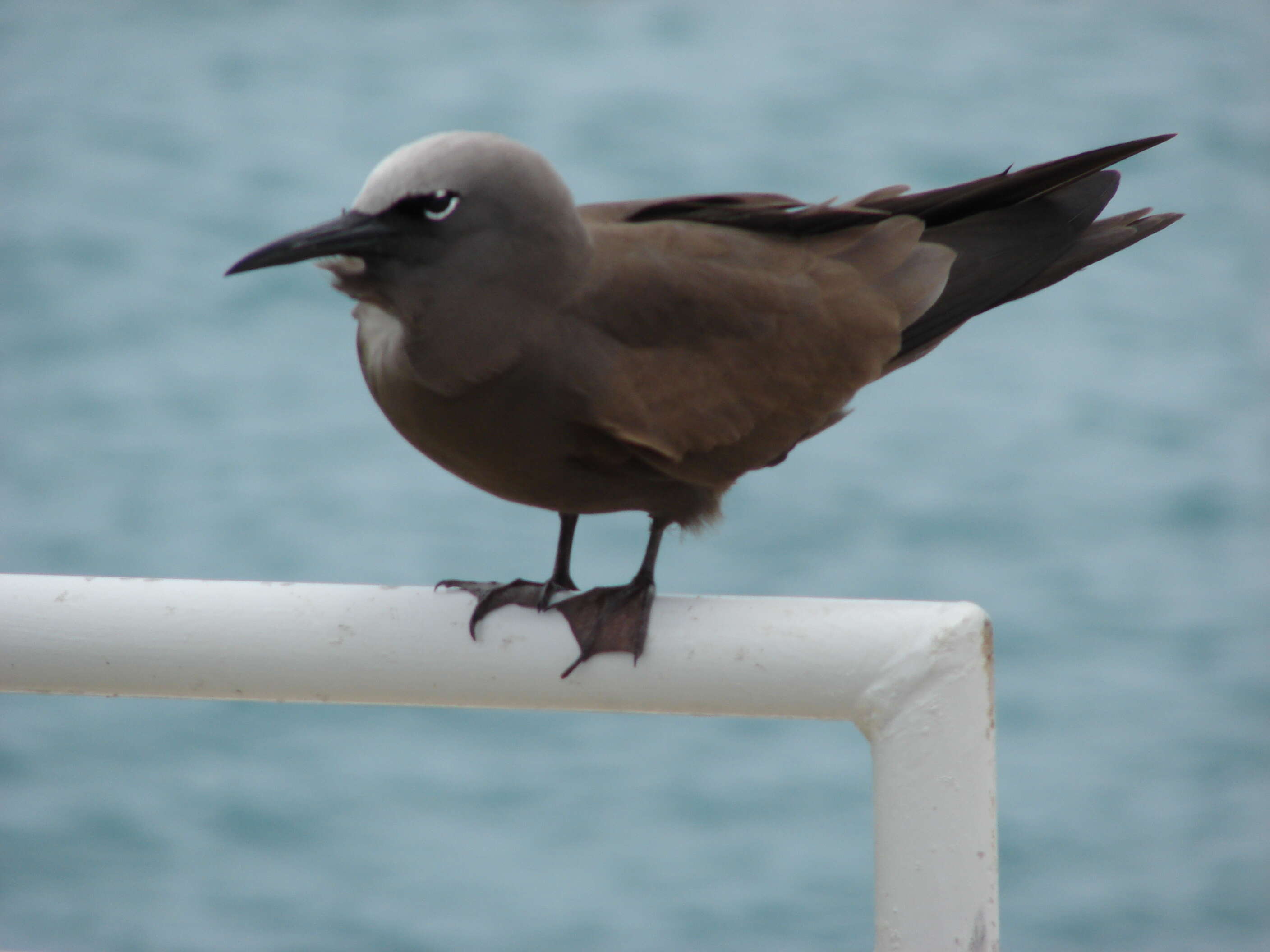 Image of Brown Noddy