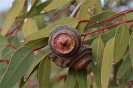 Image of Eucalyptus youngiana F. Müll.