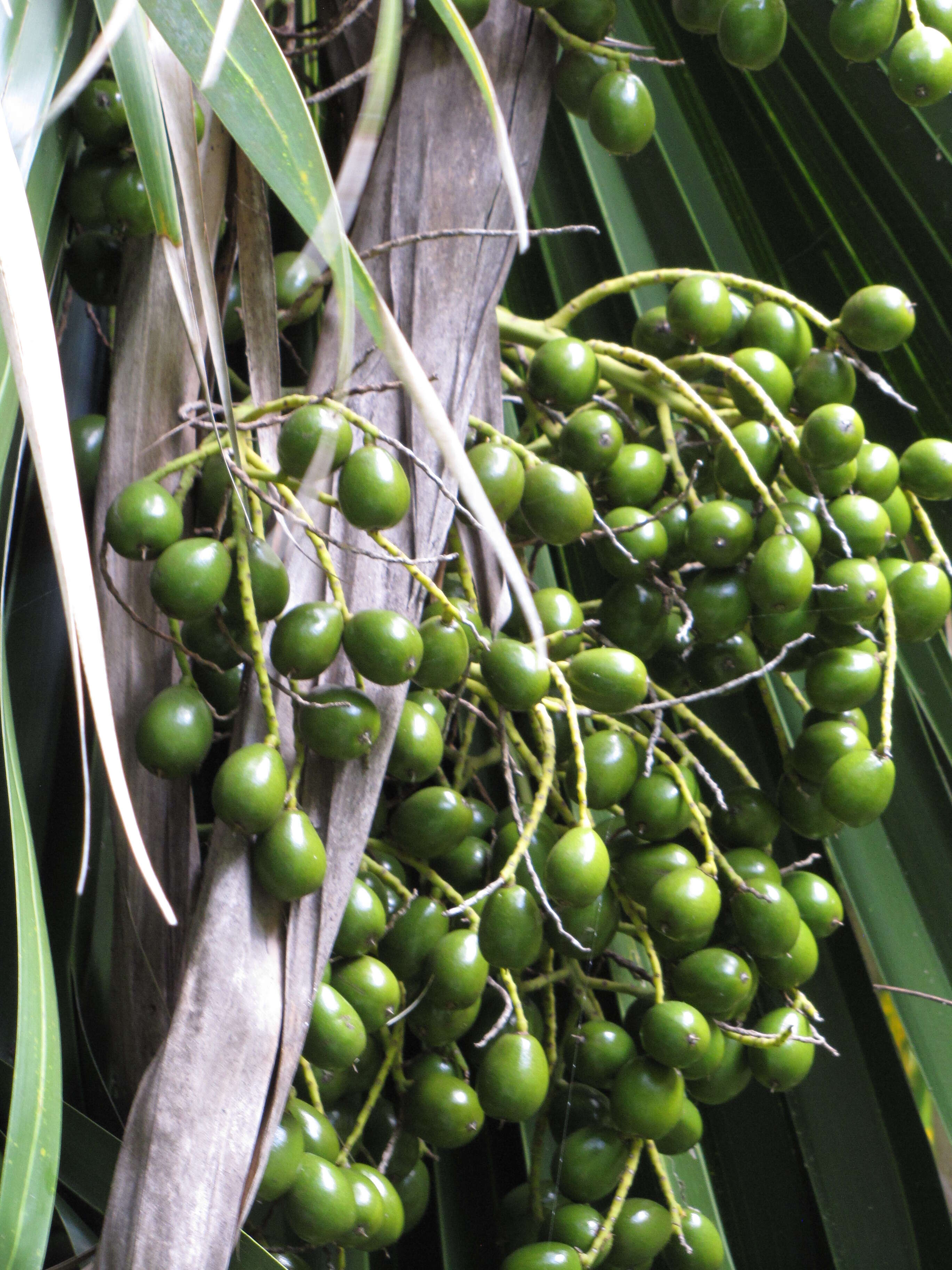 Pritchardia kaalae Rock的圖片