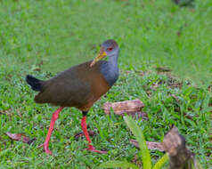 Image of Grey-cowled Wood Rail