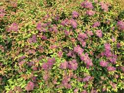 Image of Japanese meadowsweet