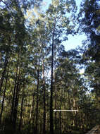 Image of Eucalyptus fusiformis D. J. Boland & D. A. Kleinig