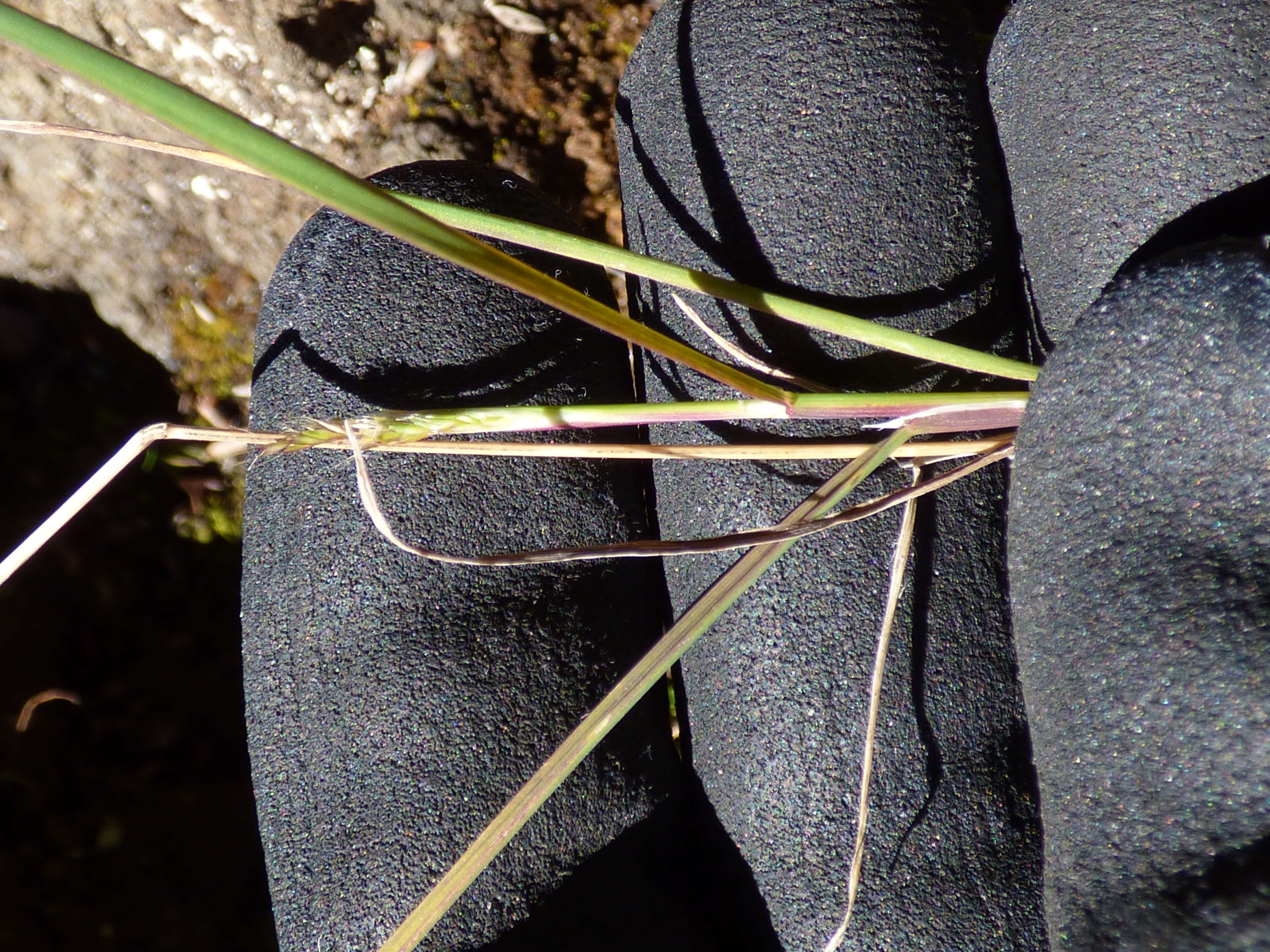 Image de Polypogon interruptus Kunth