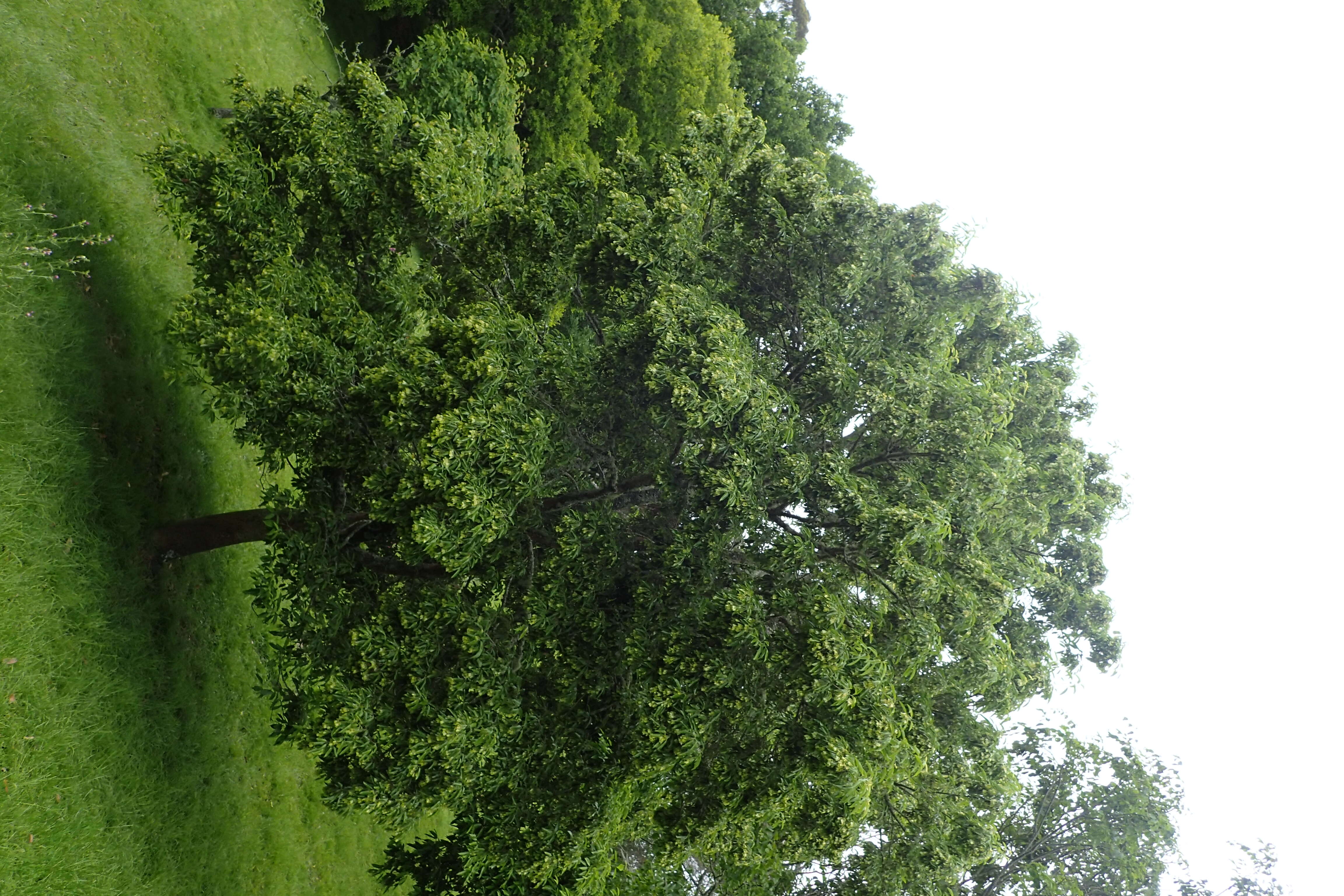 Plancia ëd Acer coriaceifolium Leveille