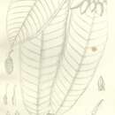 Image of Goniothalamus uvarioides King