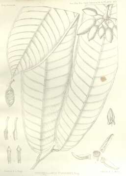 Image of Goniothalamus uvarioides King