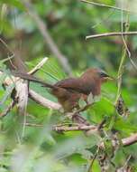 Image of Rufous Babbler