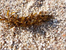 Слика од Sargassum muticum