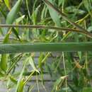 Image de Phyllostachys atrovaginata C. S. Chao & H. Y. Chou