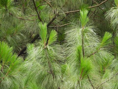 Image of Thin-leaf Pine