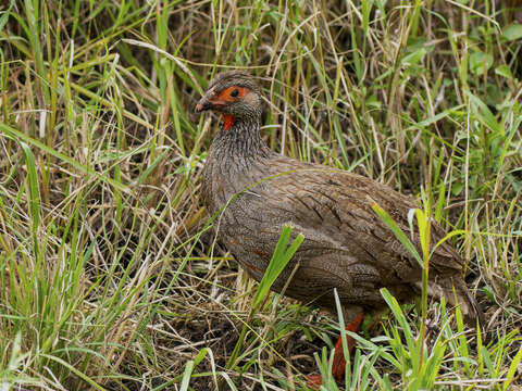 Image of Red-necked Francolin