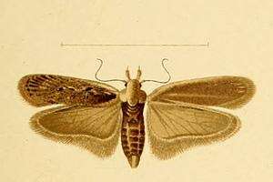 Image of Depressaria