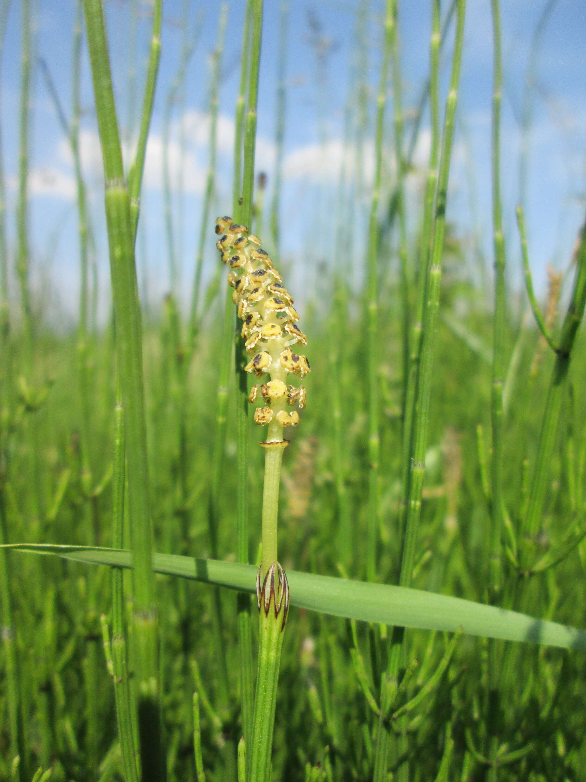 Image of Marsh Horsetail