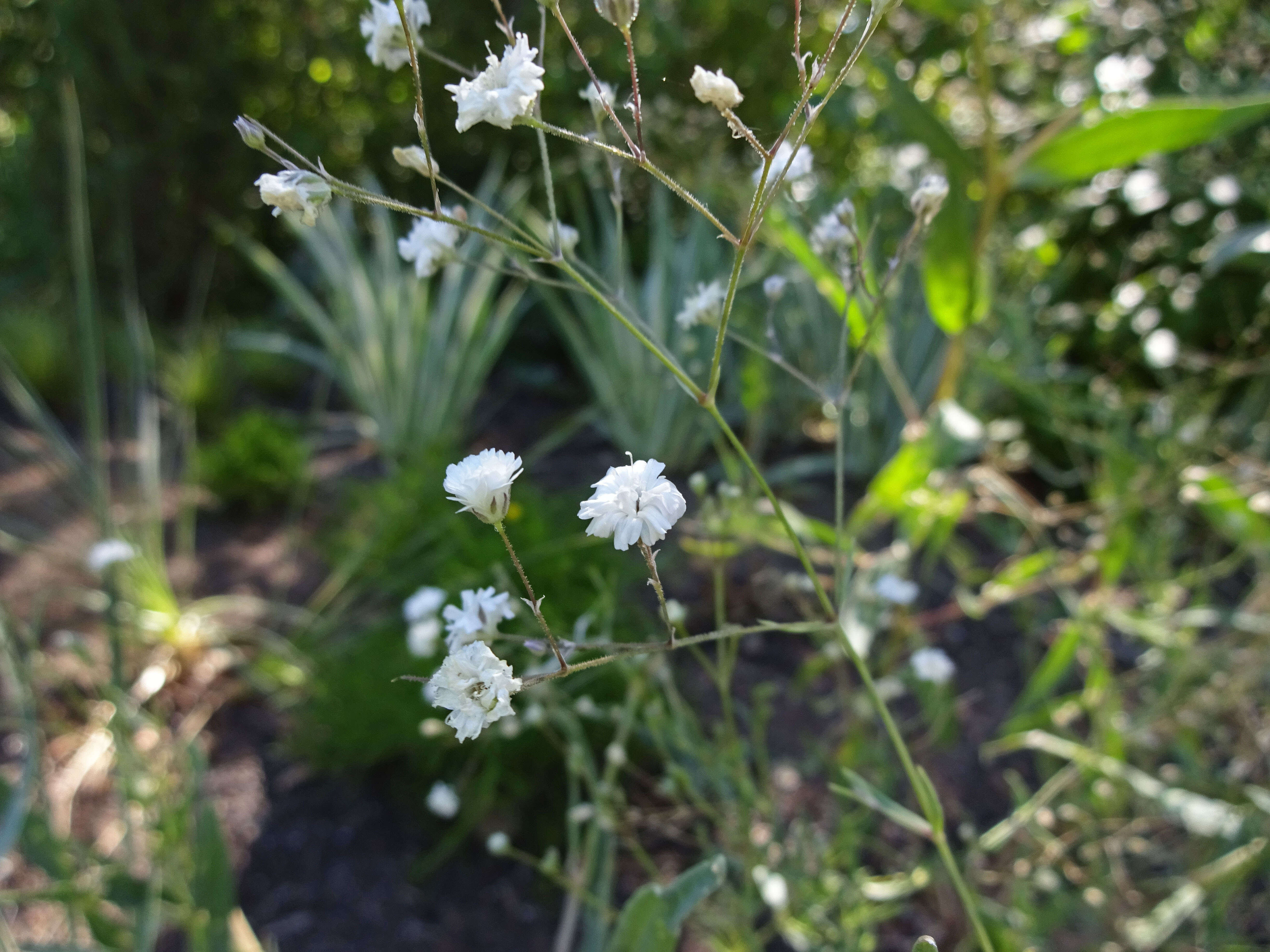 Image de Gypsophila paniculata L.