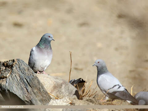 Image of Hill Pigeon