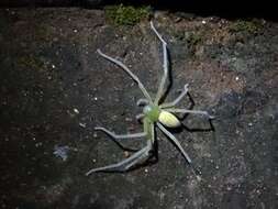 Image of Green Huntsman
