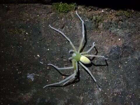 Image of Green Huntsman