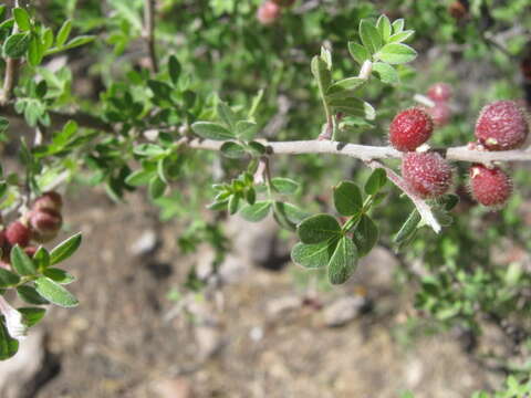 Image de Bursera