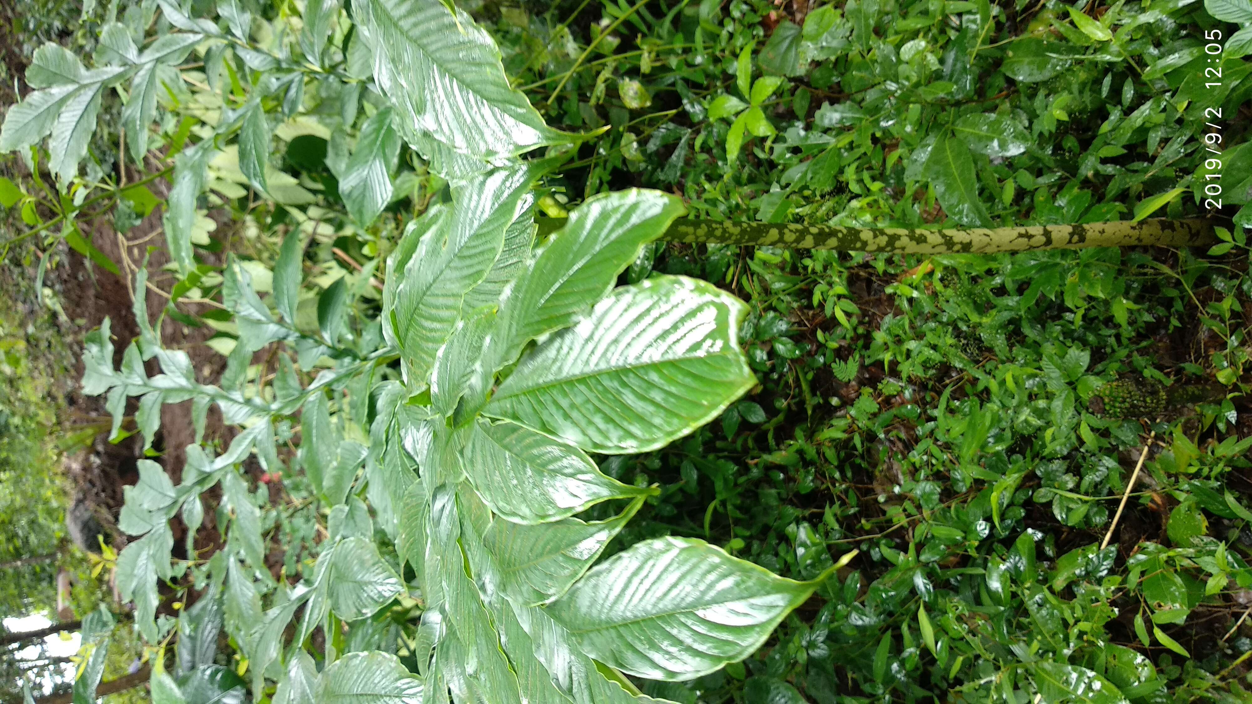 Imagem de Amorphophallus sylvaticus (Roxb.) Kunth