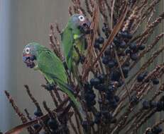 Image of Dusky-headed Parakeet