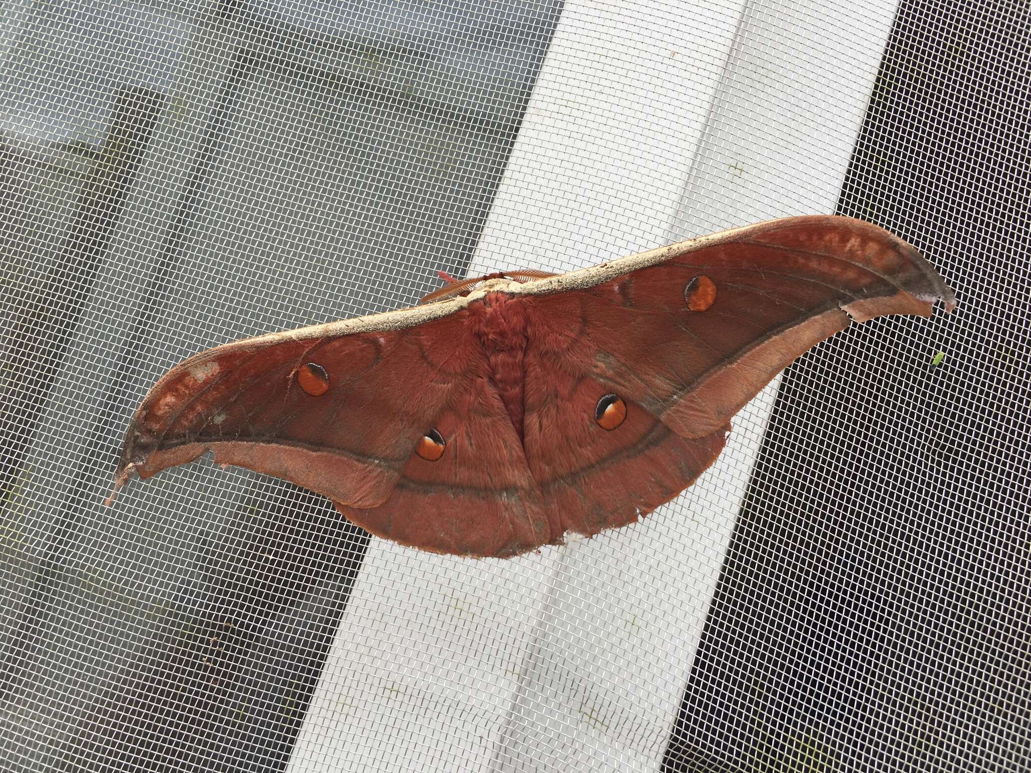 Image of Antheraea assamensis (Helfer 1837)