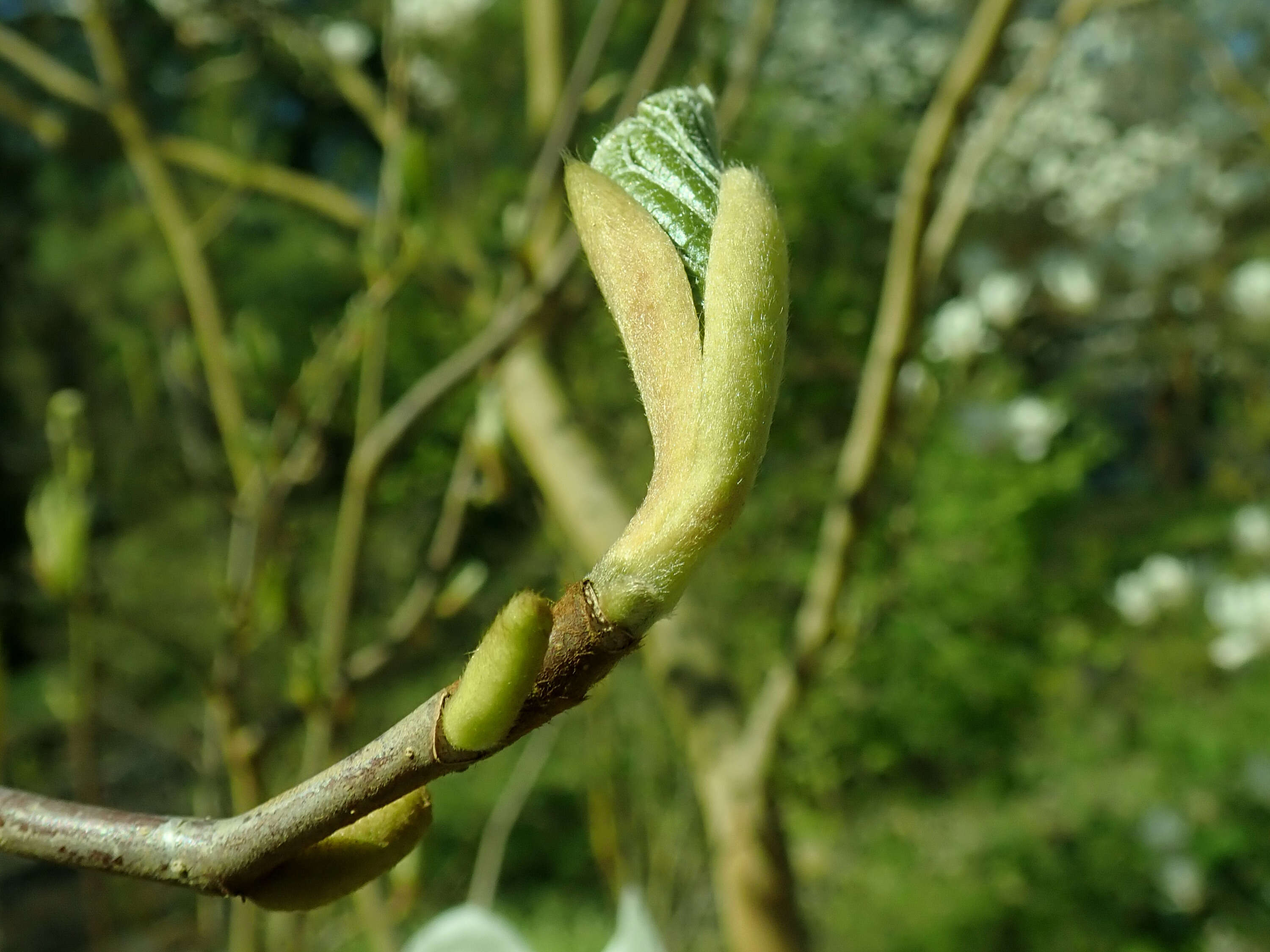 Image of Lily Tree