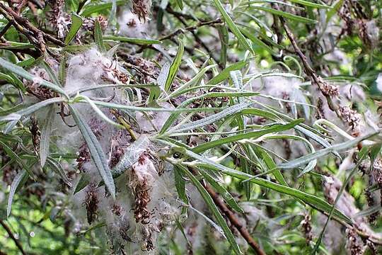 Image of Salix eleagnos