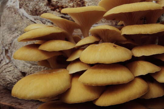 Image of Pleurotus