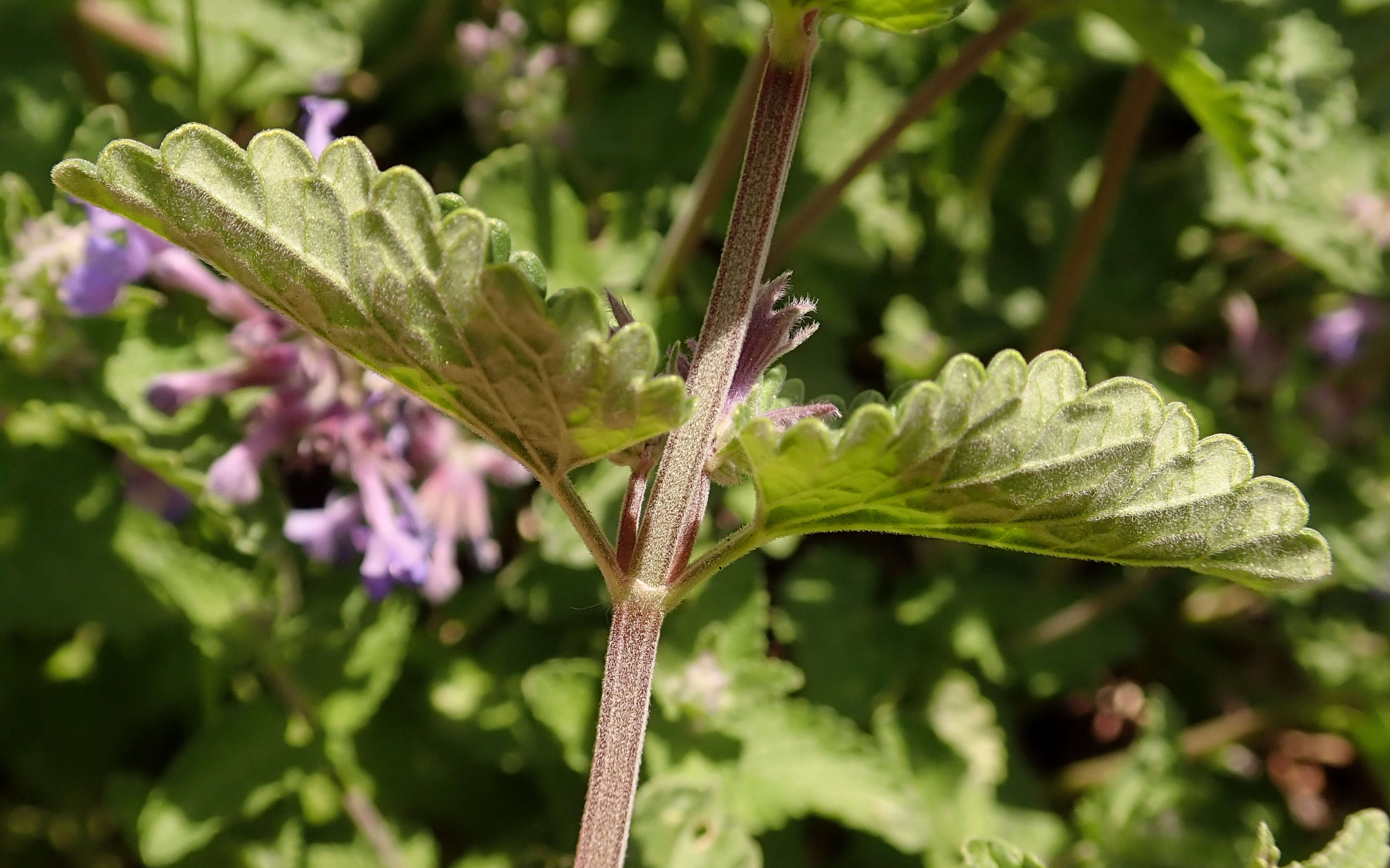 Imagem de Nepeta faassenii Bergmans ex Stearn