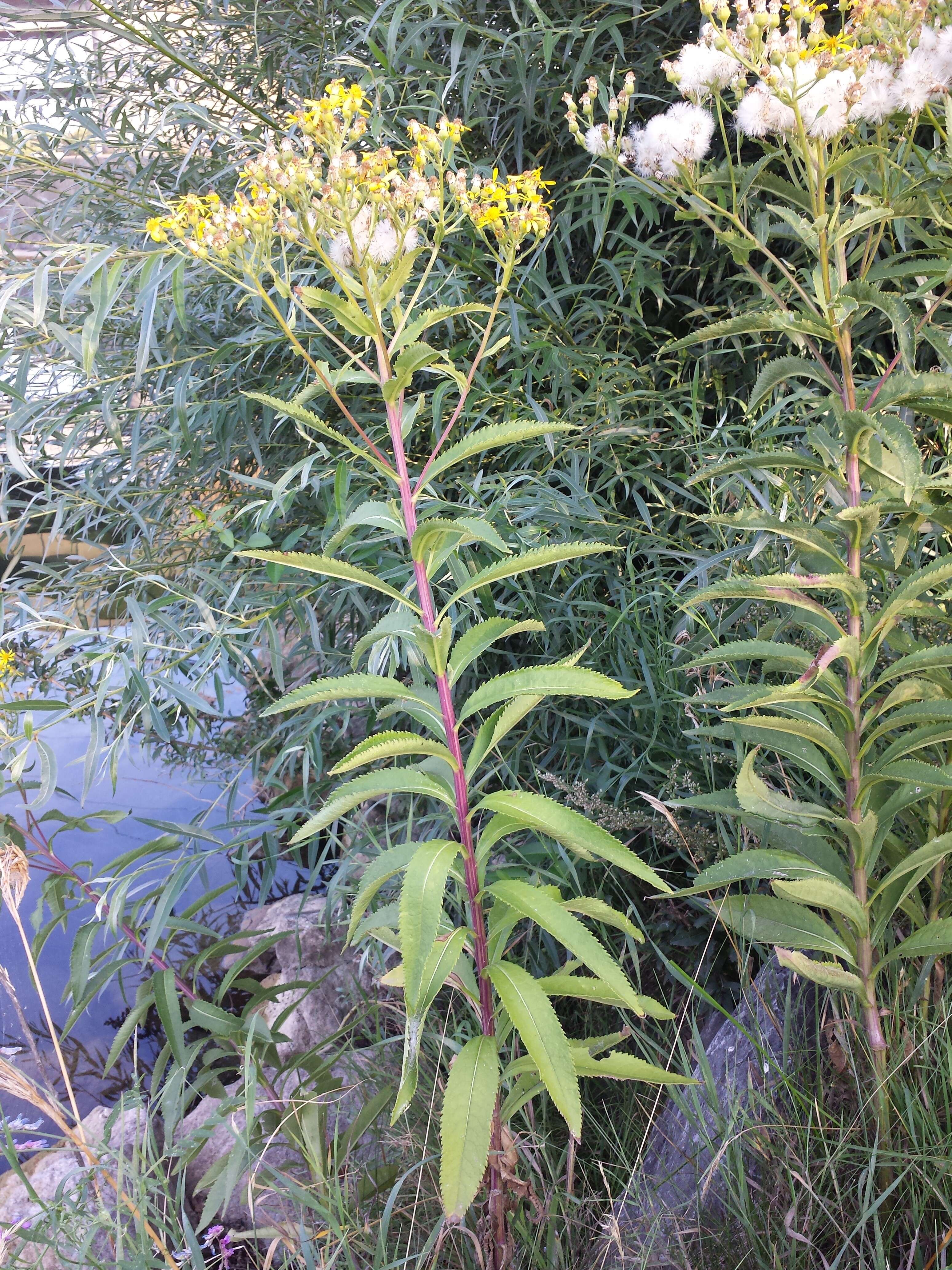 Image of Senecio sarracenicus L.