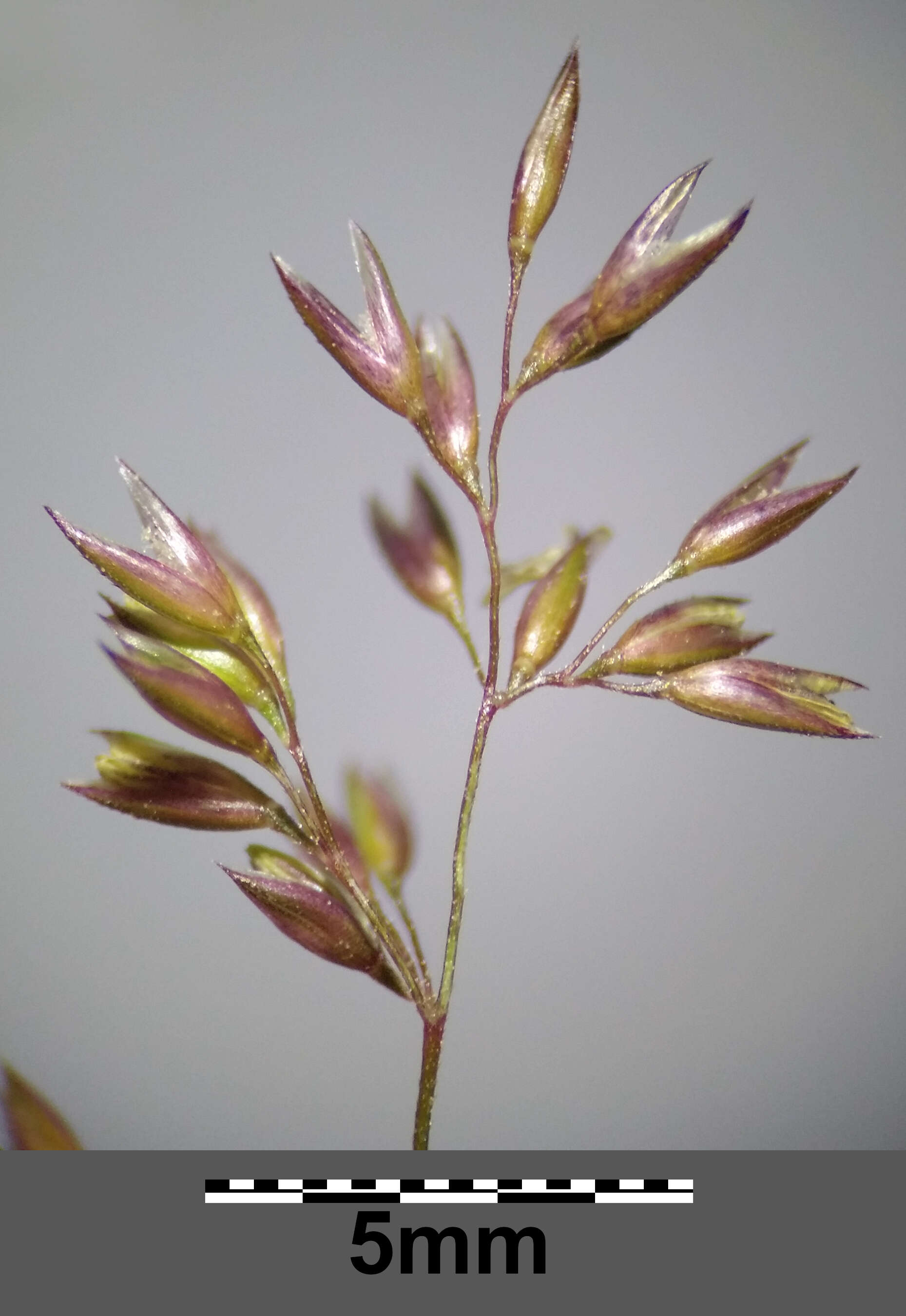 Image of creeping bentgrass