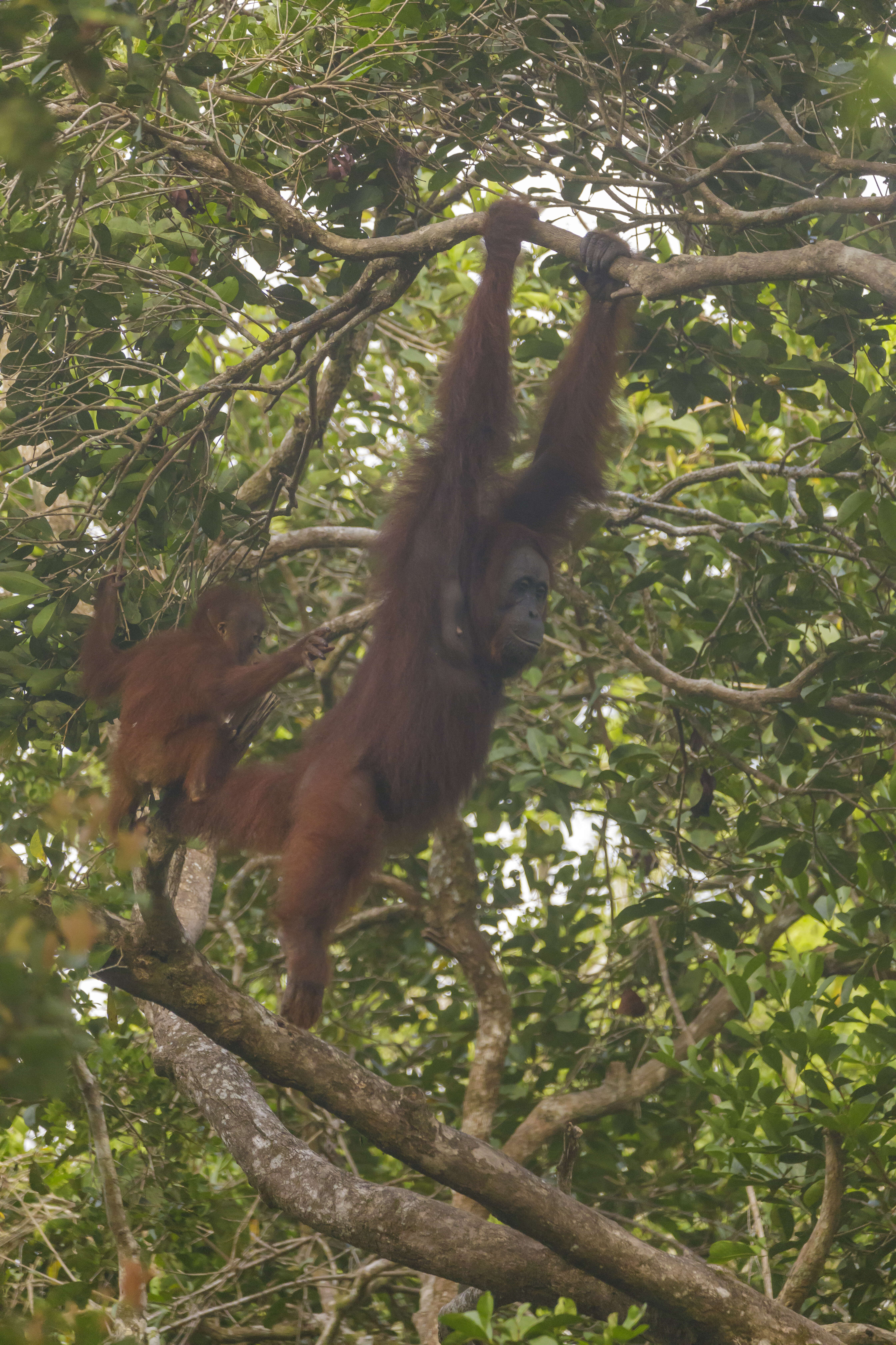 Image of Ponginae