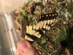 Image of Eastern Tiger Swallowtail