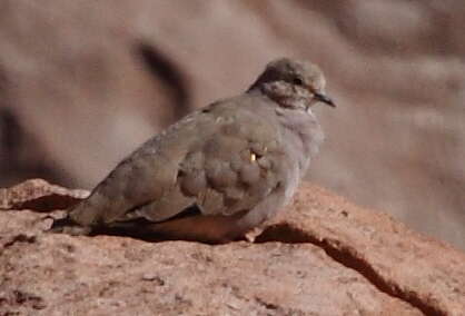 Image of Golden-spotted Ground Dove