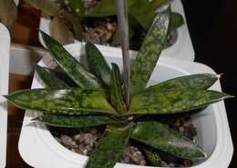 Image of Gasteria obliqua (Aiton) Duval