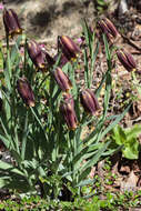 Слика од Fritillaria assyriaca Baker