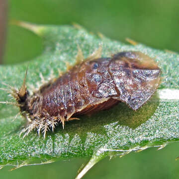 Image of thistle tortoise beetle