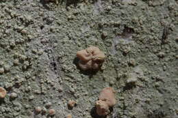 Image of peppermint drop lichen