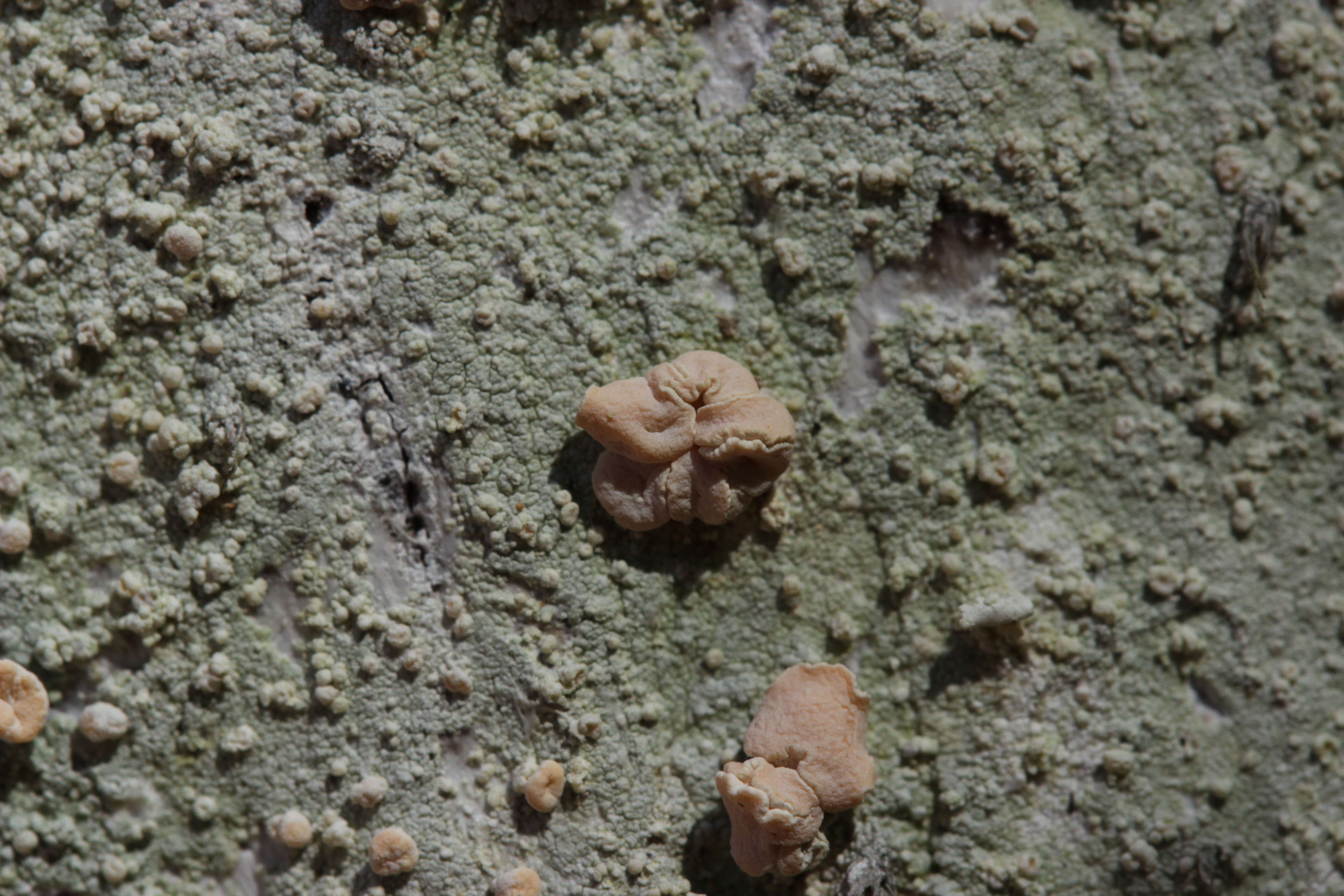 Image of peppermint drop lichen