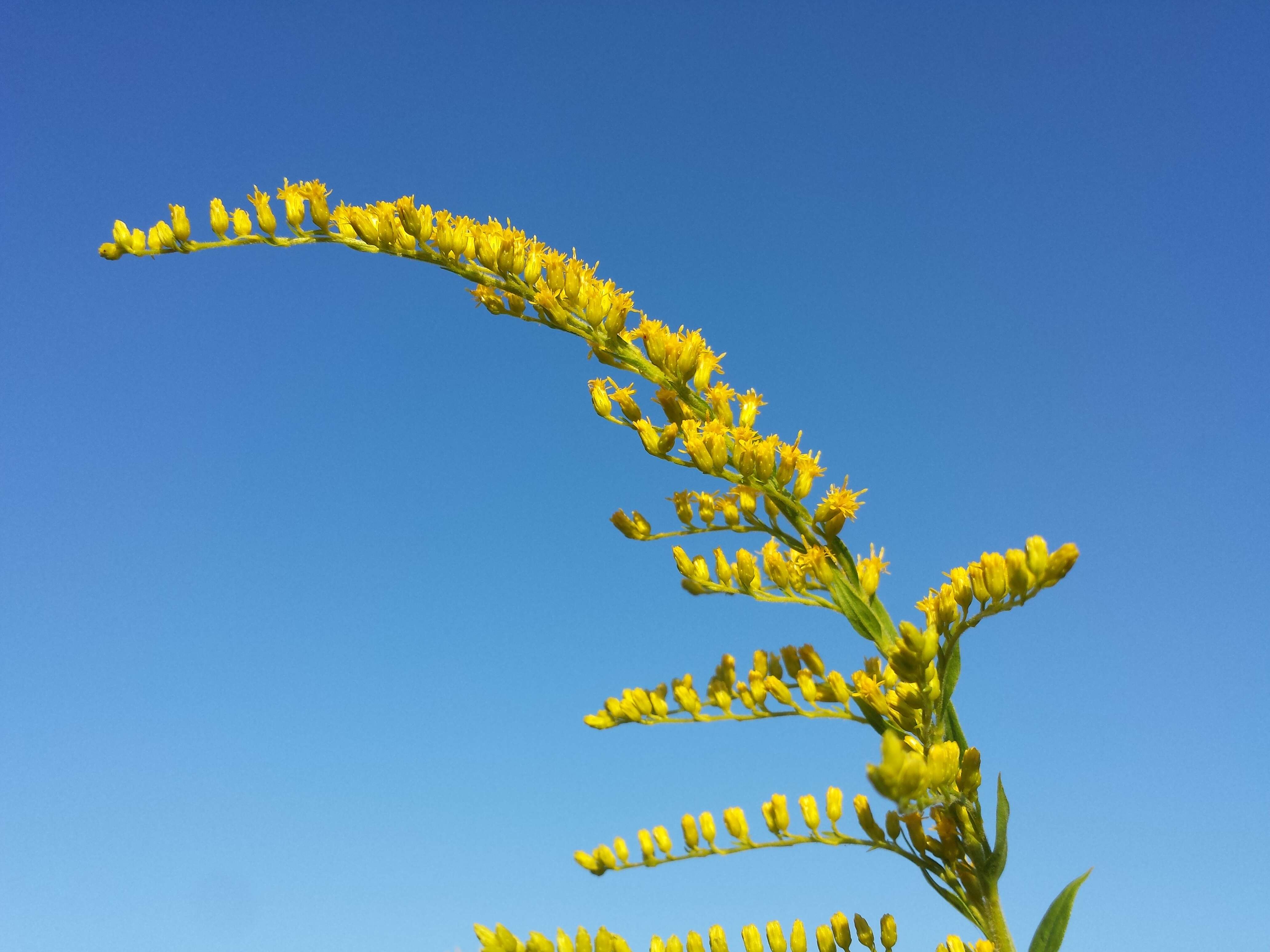 Solidago canadensis L. resmi