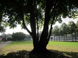 Image of Norway Maple