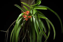 Image of Vanda curvifolia (Lindl.) L. M. Gardiner