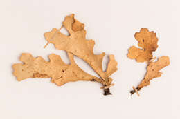 Image of spotted felt lichen