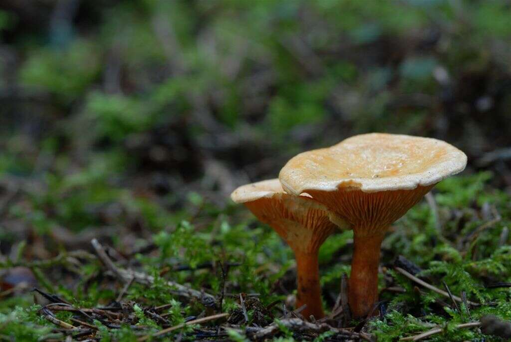 Image of Hygrophoropsis aurantiaca (Wulfen) Maire 1921