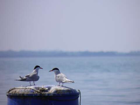 Image of Common Tern