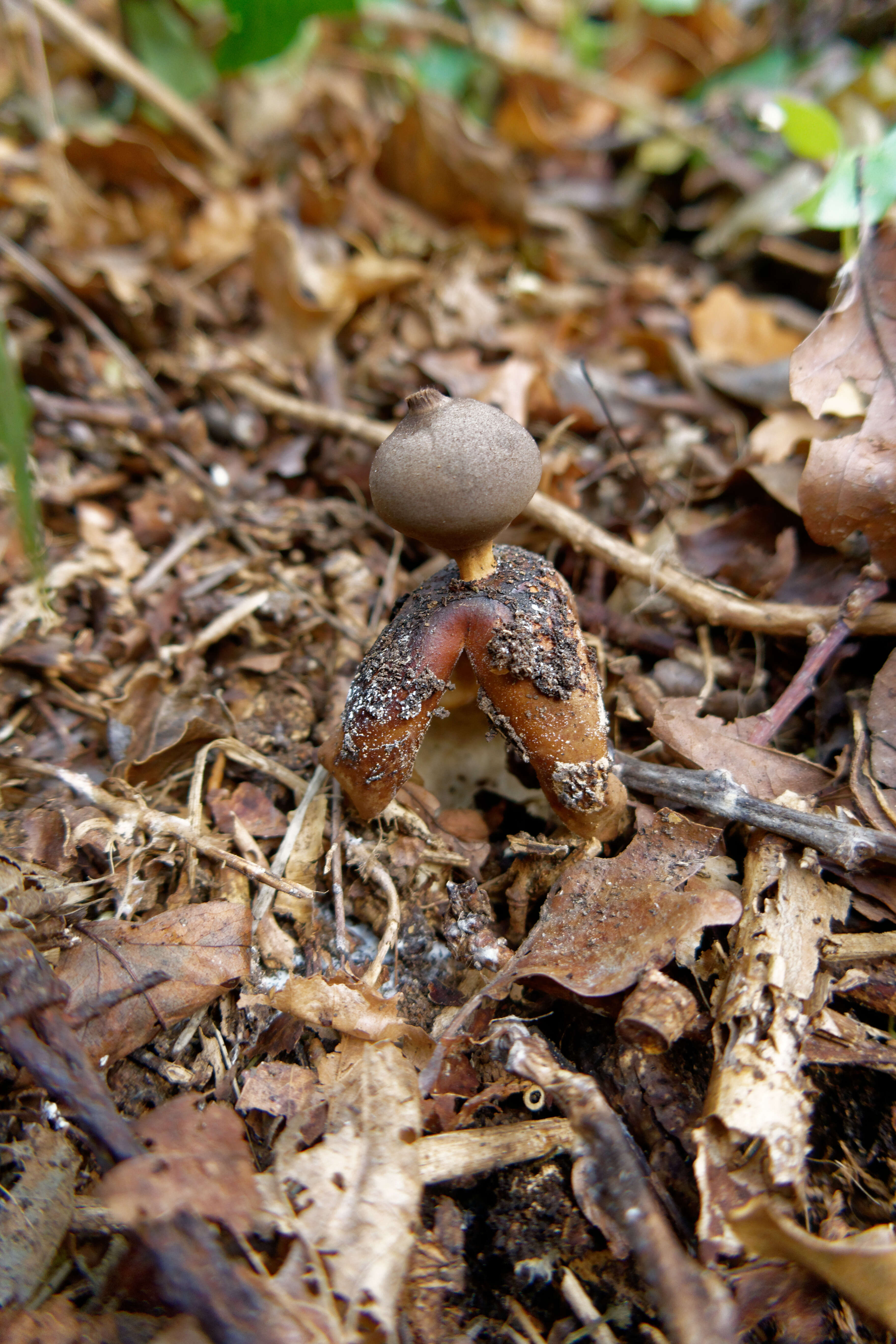 Imagem de Geastrum fornicatum (Huds.) Hook. 1821